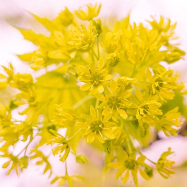 Bulanık çiçek arkaplanı. Dolu çiçekler ve orman ağacının ilk yaprakları. Bahar, ziyafet, kutlama ve güzel çiçek dekorasyonu konsepti. Yumuşak seçici bir odak ile yakın çekim. Ayarlanmış