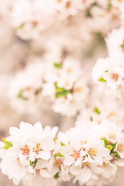 Bulanık çiçek arkaplanı. Dolu çiçekler ve orman ağacının ilk yaprakları. Bahar, ziyafet, kutlama ve güzel çiçek dekorasyonu konsepti. Yumuşak seçici bir odak ile yakın çekim. Ayarlanmış