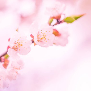 Bulanık çiçek arkaplanı. Dolu çiçekler ve orman ağacının ilk yaprakları. Bahar, ziyafet, kutlama ve güzel çiçek dekorasyonu konsepti. Yumuşak seçici bir odak ile yakın çekim. Ayarlanmış