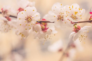 Bulanık çiçek arkaplanı. Dolu çiçekler ve orman ağacının ilk yaprakları. Bahar, ziyafet, kutlama ve güzel çiçek dekorasyonu konsepti. Yumuşak seçici bir odak ile yakın çekim. Ayarlanmış