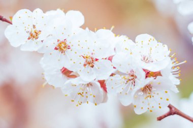 Bulanık çiçek arkaplanı. Dolu çiçekler ve orman ağacının ilk yaprakları. Bahar, ziyafet, kutlama ve güzel çiçek dekorasyonu konsepti. Yumuşak seçici bir odak ile yakın çekim. Ayarlanmış