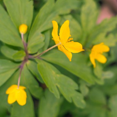 Bulanık çiçek arkaplanı. Dolu çiçekler ve orman ağacının ilk yaprakları. Bahar, ziyafet, kutlama ve güzel çiçek dekorasyonu konsepti. Yumuşak seçici bir odak ile yakın çekim. Ayarlanmış
