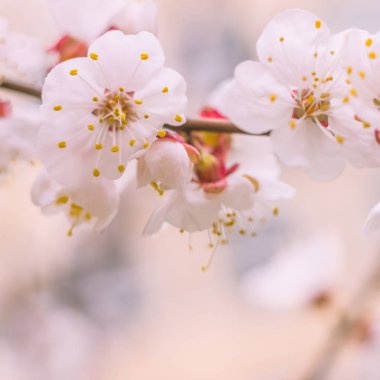 Bulanık çiçek arkaplanı. Dolu çiçekler ve orman ağacının ilk yaprakları. Bahar, ziyafet, kutlama ve güzel çiçek dekorasyonu konsepti. Yumuşak seçici odaklı yakın plan