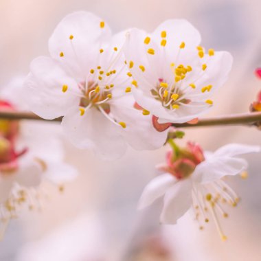Bulanık çiçek arkaplanı. Dolu çiçekler ve orman ağacının ilk yaprakları. Bahar, ziyafet, kutlama ve güzel çiçek dekorasyonu konsepti. Yumuşak seçici odaklı yakın plan