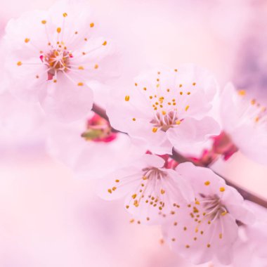 Bulanık çiçek arkaplanı. Dolu çiçekler ve orman ağacının ilk yaprakları. Bahar, ziyafet, kutlama ve güzel çiçek dekorasyonu konsepti. Yumuşak seçici bir odak ile yakın çekim. Ayarlanmış