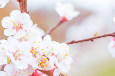 Bulanık çiçek arkaplanı. Dolu çiçekler ve orman ağacının ilk yaprakları. Bahar, ziyafet, kutlama ve güzel çiçek dekorasyonu konsepti. Yumuşak seçici bir odak ile yakın çekim. Ayarlanmış