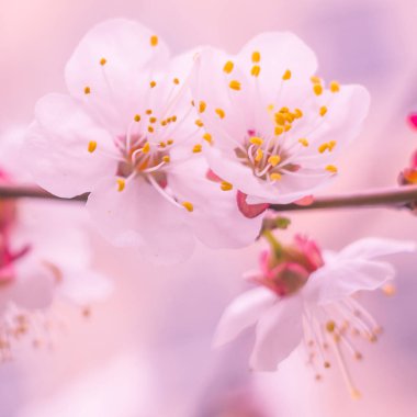 Bulanık çiçek arkaplanı. Dolu çiçekler ve orman ağacının ilk yaprakları. Bahar, ziyafet, kutlama ve güzel çiçek dekorasyonu konsepti. Yumuşak seçici bir odak ile yakın çekim. Ayarlanmış
