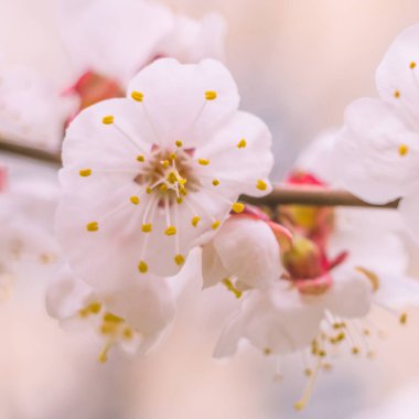 Bulanık çiçek arkaplanı. Dolu çiçekler ve orman ağacının ilk yaprakları. Bahar, ziyafet, kutlama ve güzel çiçek dekorasyonu konsepti. Yumuşak seçici odaklı yakın plan