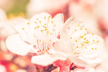 Bulanık çiçek arkaplanı. Dolu çiçekler ve orman ağacının ilk yaprakları. Bahar, ziyafet, kutlama ve güzel çiçek dekorasyonu konsepti. Yumuşak seçici bir odak ile yakın çekim. Ayarlanmış