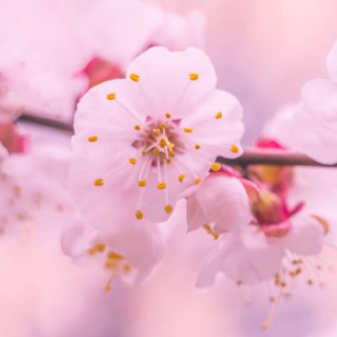 Bulanık çiçek arkaplanı. Dolu çiçekler ve orman ağacının ilk yaprakları. Bahar, ziyafet, kutlama ve güzel çiçek dekorasyonu konsepti. Yumuşak seçici bir odak ile yakın çekim. Ayarlanmış