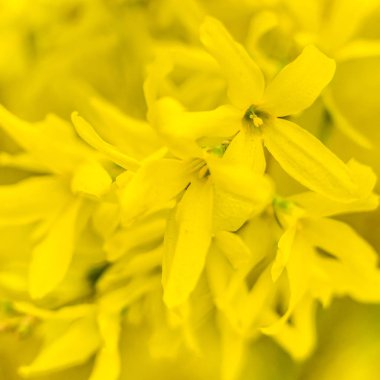 Bahar çiçeği konsepti. Orman ağacı çiçek açmış. Soyut, bulanık bir arkaplanda güzel bir çiçek. Yumuşak seçici odaklı yakın plan.