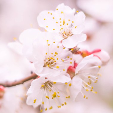 Bulanık çiçek arkaplanı. Dolu çiçekler ve orman ağacının ilk yaprakları. Bahar, ziyafet, kutlama ve güzel çiçek dekorasyonu konsepti. Yumuşak seçici odaklı yakın plan