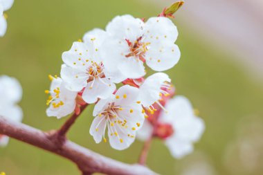 Bulanık çiçek arkaplanı. Dolu çiçekler ve orman ağacının ilk yaprakları. Bahar, ziyafet, kutlama ve güzel çiçek dekorasyonu konsepti. Yumuşak seçici bir odak ile yakın çekim. Ayarlanmış