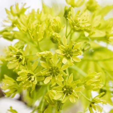 Bahar çiçeği konsepti. Dolu çiçekler ve orman ağacının ilk yaprakları. Soyut, bulanık bir arkaplanda güzel bir çiçek. Yumuşak seçici odaklı yakın plan.