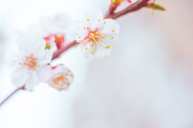Bulanık çiçek arkaplanı. Dolu çiçekler ve orman ağacının ilk yaprakları. Bahar, ziyafet, kutlama ve güzel çiçek dekorasyonu konsepti. Yumuşak seçici bir odak ile yakın çekim. Ayarlanmış