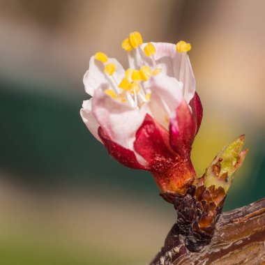 Bahar çiçek konsepti. Kayısı ağacının tam çiçek açmış. Soyut bulanık arka planda güzel çiçek. Yumuşak seçici odak ile detaylı closeup.