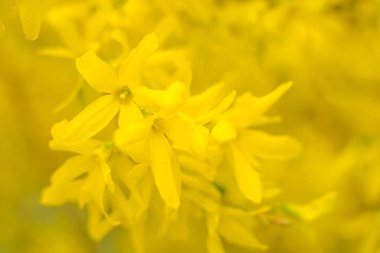 Bulanık çiçek arkaplanı. Dolu çiçekler ve orman ağacının ilk yaprakları. Bahar, ziyafet, kutlama ve güzel çiçek dekorasyonu konsepti. Yumuşak seçici bir odak ile yakın çekim. Ayarlanmış