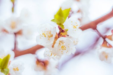 Bulanık çiçek arkaplanı. Dolu çiçekler ve orman ağacının ilk yaprakları. Bahar, ziyafet, kutlama ve güzel çiçek dekorasyonu konsepti. Yumuşak seçici bir odak ile yakın çekim. Ayarlanmış