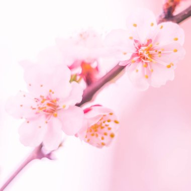 Bulanık çiçek arkaplanı. Dolu çiçekler ve orman ağacının ilk yaprakları. Bahar, ziyafet, kutlama ve güzel çiçek dekorasyonu konsepti. Yumuşak seçici bir odak ile yakın çekim. Ayarlanmış