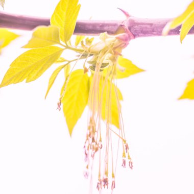 Bulanık çiçek arkaplanı. Dolu çiçekler ve orman ağacının ilk yaprakları. Bahar, ziyafet, kutlama ve güzel çiçek dekorasyonu konsepti. Yumuşak seçici bir odak ile yakın çekim. Ayarlanmış