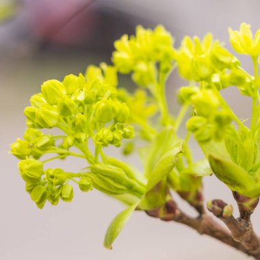 Bahar çiçeği konsepti. Dolu çiçekler ve orman ağacının ilk yaprakları. Soyut, bulanık bir arkaplanda güzel bir çiçek. Yumuşak seçici odaklı yakın plan.