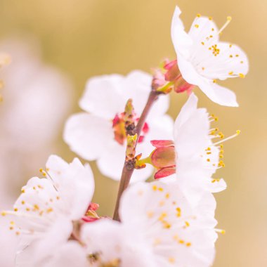 Bulanık çiçek arkaplanı. Dolu çiçekler ve orman ağacının ilk yaprakları. Bahar, ziyafet, kutlama ve güzel çiçek dekorasyonu konsepti. Yumuşak seçici odaklı yakın plan