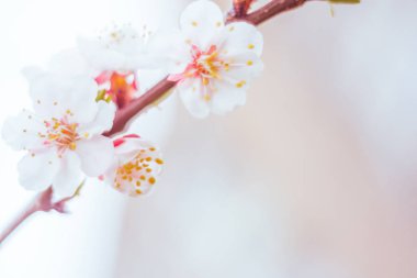 Bulanık çiçek arkaplanı. Dolu çiçekler ve orman ağacının ilk yaprakları. Bahar, ziyafet, kutlama ve güzel çiçek dekorasyonu konsepti. Yumuşak seçici bir odak ile yakın çekim. Ayarlanmış