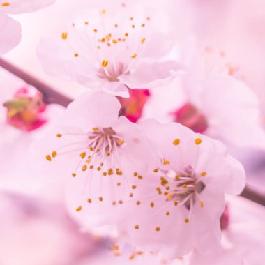 Bulanık çiçek arkaplanı. Dolu çiçekler ve orman ağacının ilk yaprakları. Bahar, ziyafet, kutlama ve güzel çiçek dekorasyonu konsepti. Yumuşak seçici bir odak ile yakın çekim. Ayarlanmış