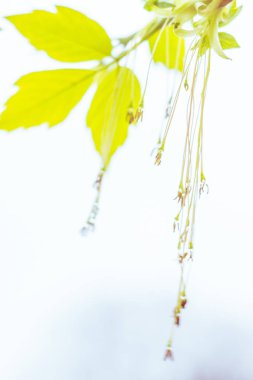 Bulanık çiçek arkaplanı. Dolu çiçekler ve orman ağacının ilk yaprakları. Bahar, ziyafet, kutlama ve güzel çiçek dekorasyonu konsepti. Yumuşak seçici bir odak ile yakın çekim. Ayarlanmış