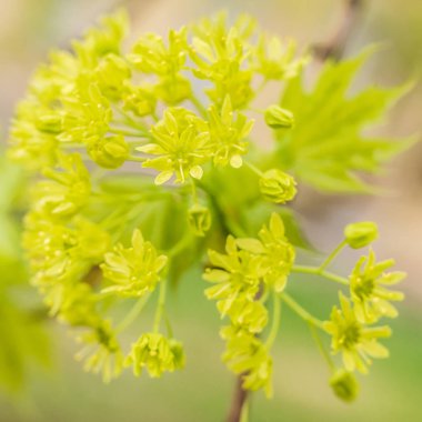 Bahar çiçeği konsepti. Dolu çiçekler ve orman ağacının ilk yaprakları. Soyut, bulanık bir arkaplanda güzel bir çiçek. Yumuşak seçici odaklı yakın plan.