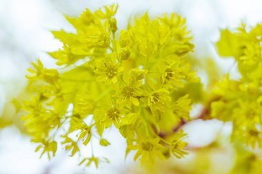 Bulanık çiçek arkaplanı. Dolu çiçekler ve orman ağacının ilk yaprakları. Bahar, ziyafet, kutlama ve güzel çiçek dekorasyonu konsepti. Yumuşak seçici bir odak ile yakın çekim. Ayarlanmış