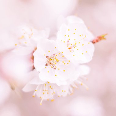 Bulanık çiçek arkaplanı. Dolu çiçekler ve orman ağacının ilk yaprakları. Bahar, ziyafet, kutlama ve güzel çiçek dekorasyonu konsepti. Yumuşak seçici odaklı yakın plan