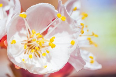 Bulanık çiçek arkaplanı. Dolu çiçekler ve orman ağacının ilk yaprakları. Bahar, ziyafet, kutlama ve güzel çiçek dekorasyonu konsepti. Yumuşak seçici bir odak ile yakın çekim. Ayarlanmış