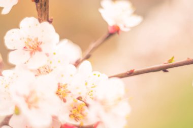 Bulanık çiçek arkaplanı. Dolu çiçekler ve orman ağacının ilk yaprakları. Bahar, ziyafet, kutlama ve güzel çiçek dekorasyonu konsepti. Yumuşak seçici bir odak ile yakın çekim. Ayarlanmış