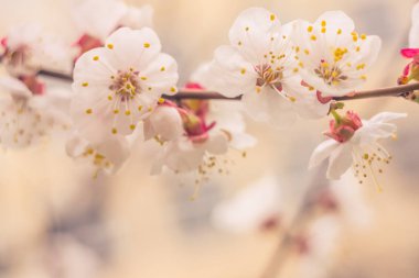 Bulanık çiçek arkaplanı. Dolu çiçekler ve orman ağacının ilk yaprakları. Bahar, ziyafet, kutlama ve güzel çiçek dekorasyonu konsepti. Yumuşak seçici bir odak ile yakın çekim. Ayarlanmış