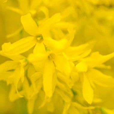 Bulanık çiçek arkaplanı. Dolu çiçekler ve orman ağacının ilk yaprakları. Bahar, ziyafet, kutlama ve güzel çiçek dekorasyonu konsepti. Yumuşak seçici odaklı yakın plan