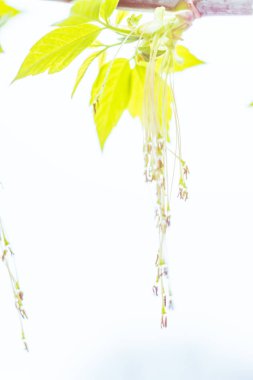 Bulanık çiçek arkaplanı. Dolu çiçekler ve orman ağacının ilk yaprakları. Bahar, ziyafet, kutlama ve güzel çiçek dekorasyonu konsepti. Yumuşak seçici bir odak ile yakın çekim. Ayarlanmış