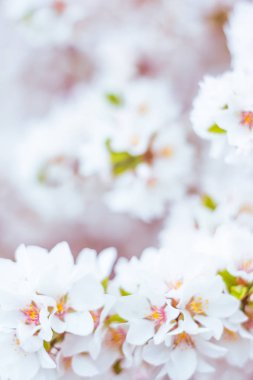 Bulanık çiçek arkaplanı. Dolu çiçekler ve orman ağacının ilk yaprakları. Bahar, ziyafet, kutlama ve güzel çiçek dekorasyonu konsepti. Yumuşak seçici bir odak ile yakın çekim. Ayarlanmış