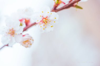 Bulanık çiçek arkaplanı. Dolu çiçekler ve orman ağacının ilk yaprakları. Bahar, ziyafet, kutlama ve güzel çiçek dekorasyonu konsepti. Yumuşak seçici bir odak ile yakın çekim. Ayarlanmış