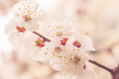 Bulanık çiçek arkaplanı. Dolu çiçekler ve orman ağacının ilk yaprakları. Bahar, ziyafet, kutlama ve güzel çiçek dekorasyonu konsepti. Yumuşak seçici bir odak ile yakın çekim. Ayarlanmış