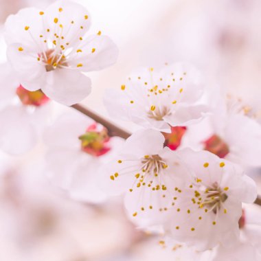 Bulanık çiçek arkaplanı. Dolu çiçekler ve orman ağacının ilk yaprakları. Bahar, ziyafet, kutlama ve güzel çiçek dekorasyonu konsepti. Yumuşak seçici odaklı yakın plan