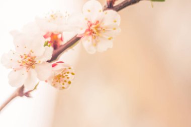 Bulanık çiçek arkaplanı. Dolu çiçekler ve orman ağacının ilk yaprakları. Bahar, ziyafet, kutlama ve güzel çiçek dekorasyonu konsepti. Yumuşak seçici bir odak ile yakın çekim. Ayarlanmış