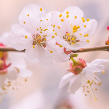 Bulanık çiçek arkaplanı. Dolu çiçekler ve orman ağacının ilk yaprakları. Bahar, ziyafet, kutlama ve güzel çiçek dekorasyonu konsepti. Yumuşak seçici odaklı yakın plan