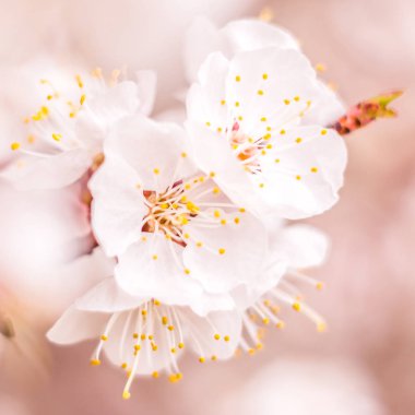 Bahar çiçek konsepti. Kayısı ağacının tam çiçeklenme. Soyut bulanık arka plan üzerinde güzel çiçek. Yumuşak seçici odakla yakın çekim.
