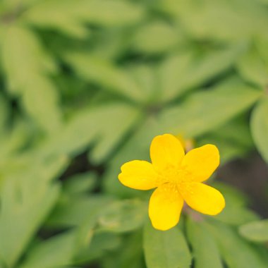 Bulanık çiçek arkaplanı. Dolu çiçekler ve orman ağacının ilk yaprakları. Bahar, ziyafet, kutlama ve güzel çiçek dekorasyonu konsepti. Yumuşak seçici bir odak ile yakın çekim. Ayarlanmış