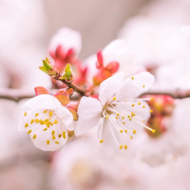 Bulanık çiçek arkaplanı. Dolu çiçekler ve orman ağacının ilk yaprakları. Bahar, ziyafet, kutlama ve güzel çiçek dekorasyonu konsepti. Yumuşak seçici odaklı yakın plan