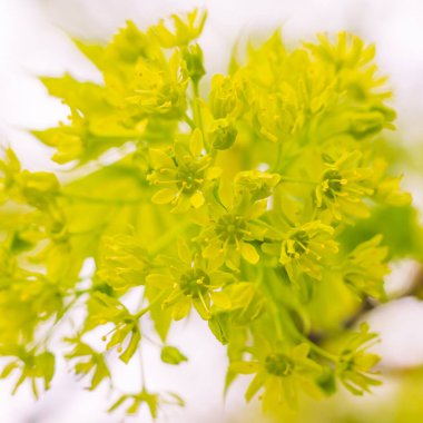 Bulanık çiçek arkaplanı. Dolu çiçekler ve orman ağacının ilk yaprakları. Bahar, ziyafet, kutlama ve güzel çiçek dekorasyonu konsepti. Yumuşak seçici odaklı yakın plan