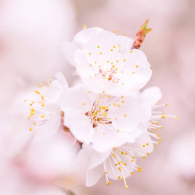 Bulanık çiçek arkaplanı. Dolu çiçekler ve orman ağacının ilk yaprakları. Bahar, ziyafet, kutlama ve güzel çiçek dekorasyonu konsepti. Yumuşak seçici odaklı yakın plan