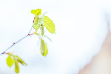 Bulanık çiçek arkaplanı. Dolu çiçekler ve orman ağacının ilk yaprakları. Bahar, ziyafet, kutlama ve güzel çiçek dekorasyonu konsepti. Yumuşak seçici bir odak ile yakın çekim. Ayarlanmış