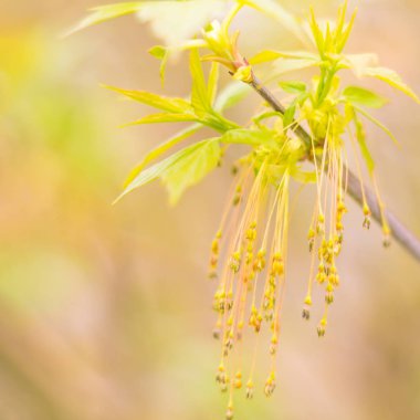 Bulanık çiçek arkaplanı. Dolu çiçekler ve orman ağacının ilk yaprakları. Bahar, ziyafet, kutlama ve güzel çiçek dekorasyonu konsepti. Yumuşak seçici odaklı yakın plan